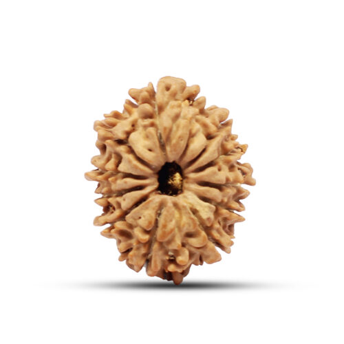 11 mukhi Rudraksha from Nepal – 28mm – I