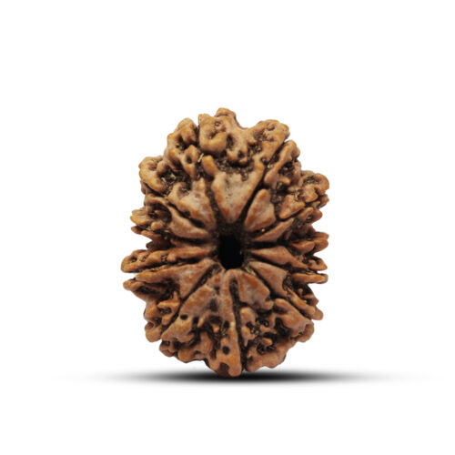 11 mukhi Rudraksha from Nepal – 29mm – II