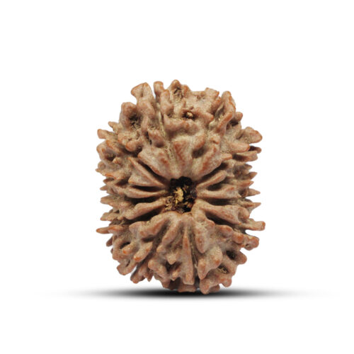 12 mukhi Rudraksha from Nepal – 24mm