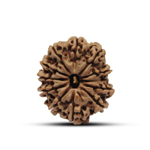 12 mukhi Rudraksha from Nepal – 25mm