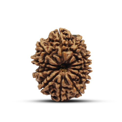 12 mukhi Rudraksha from Nepal – 28mm