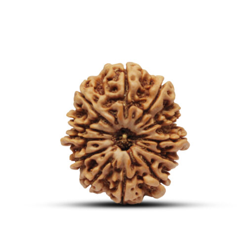 12 mukhi Rudraksha from Nepal – 30mm – II