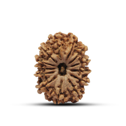 13 Mukhi  Rudraksha From Nepal – 30mm