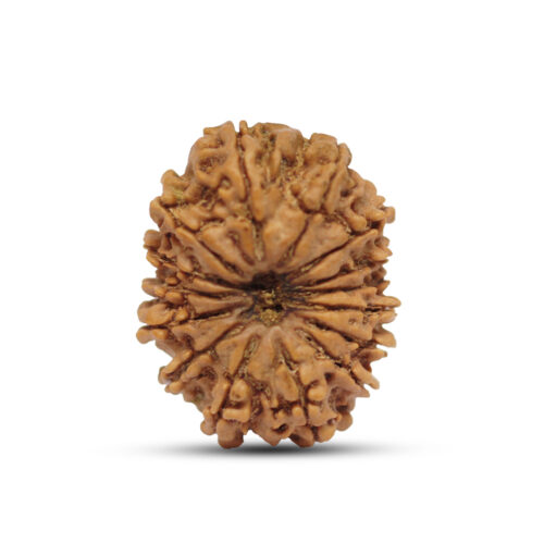 15 mukhi Rudraksha from Nepal – 27mm