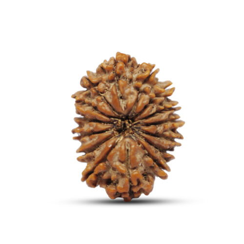 15 mukhi Rudraksha from Nepal – 28mm – I