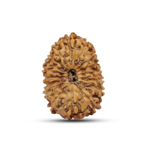 17 mukhi Rudraksha from Java, Indonesia – 20 mm