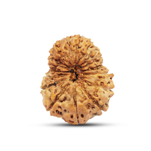 17 mukhi Rudraksha from Java, Indonesia – 21mm