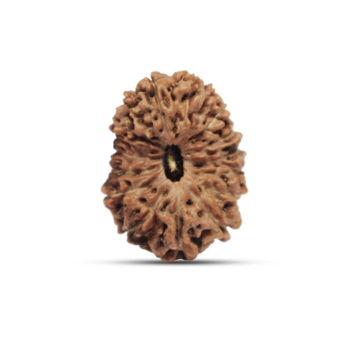 17 mukhi Rudraksha from Java, Indonesia – 26mm