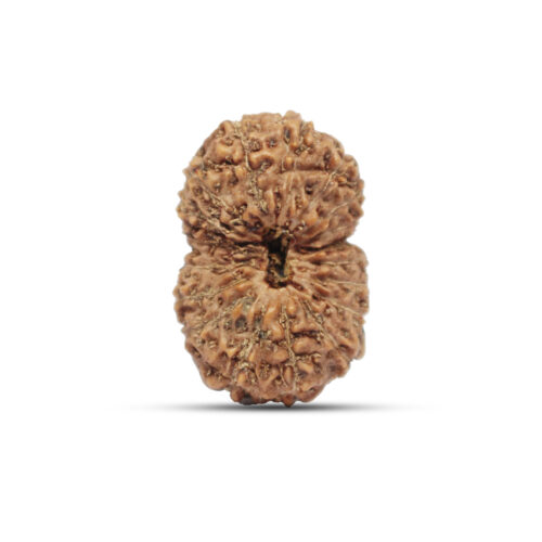 18 Mukhi Rudraksha from Java Indonesia – 25mm