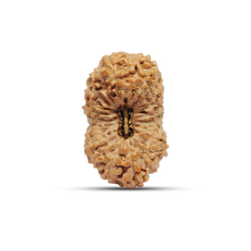 19 mukhi Rudraksha from Java Indonesia – 26 mm