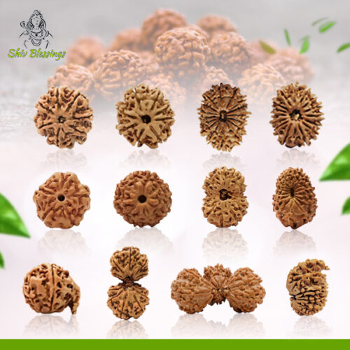 Rudraksha Loose Beads