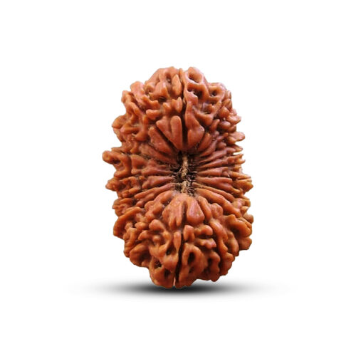 20 mukhi Rudraksha