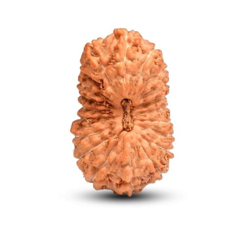 20 mukhi Rudraksha from Java, Indonesia – 18mm