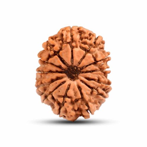 13 Mukhi  Rudraksha From Nepal – 27mm