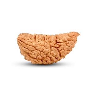 Halfmoon Rudraksha from Sri Lanka