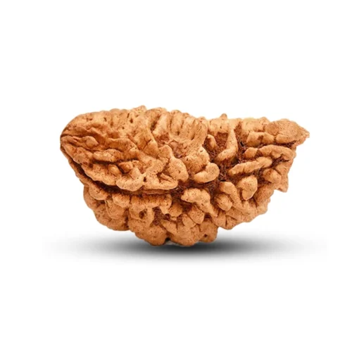 Halfmoon Rudraksha from Sri Lanka – 30 to 32mm