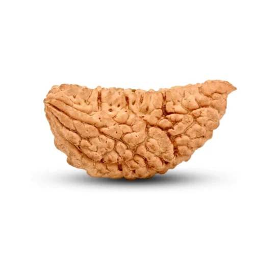 Halfmoon Rudraksha from Sri Lanka – 35 to 38mm