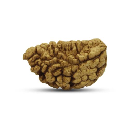 Halfmoon Rudraksha from Sri Lanka – 28 to 30mm