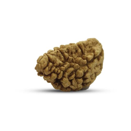 "Halfmoon Rudraksha from Sri Lanka - Unique natural bead with crescent shape, showcasing intricate textures and deep brown hue."