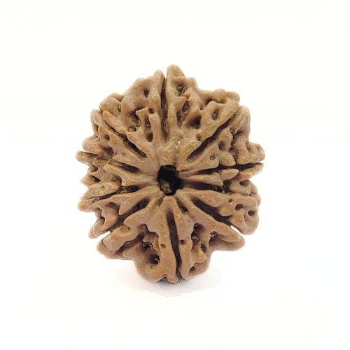 10 mukhi Rudraksha