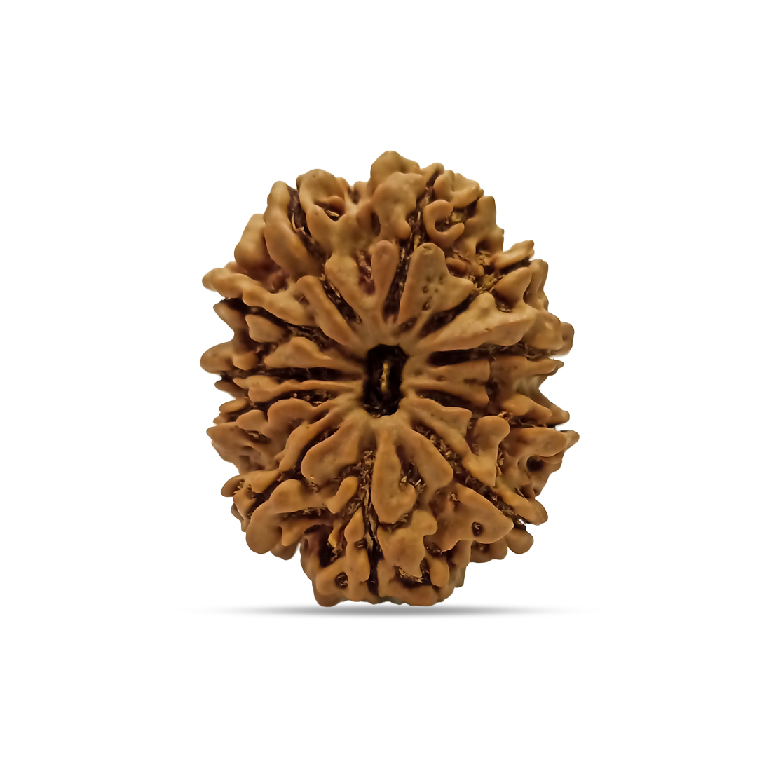 11 mukhi Rudraksha