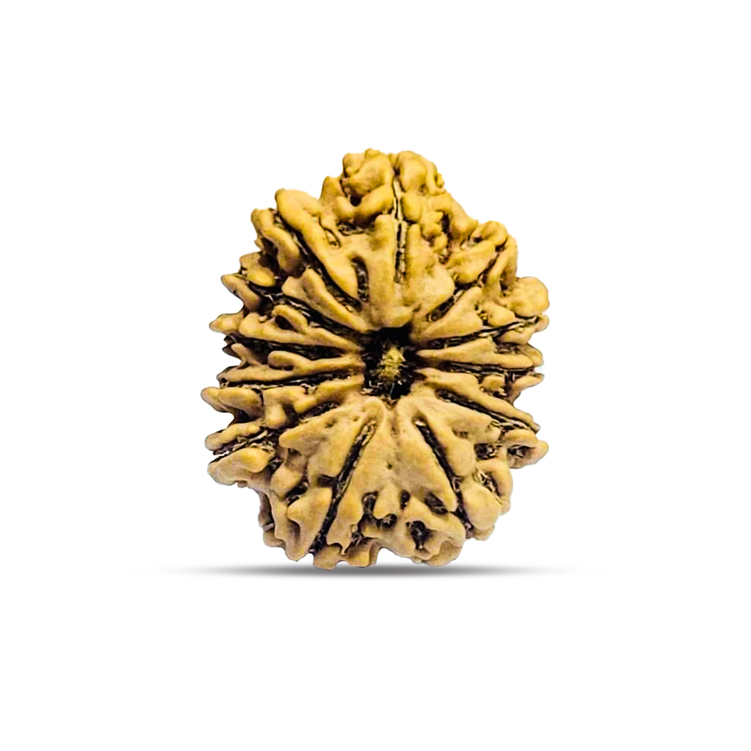 12 mukhi Rudraksha