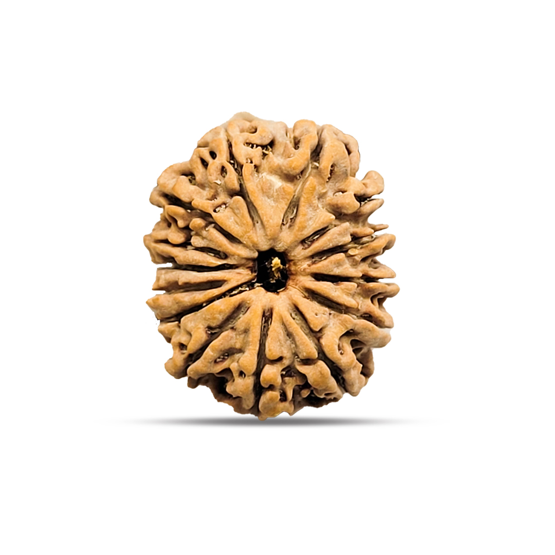 14 mukhi Rudraksha