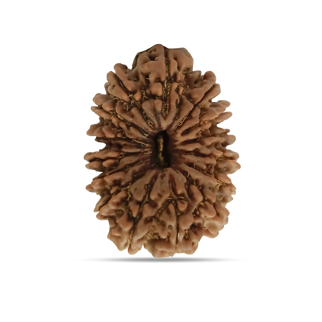 15 mukhi Rudraksha