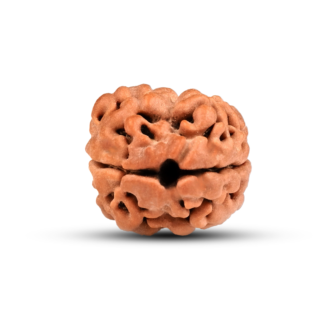2 mukhi Rudraksha