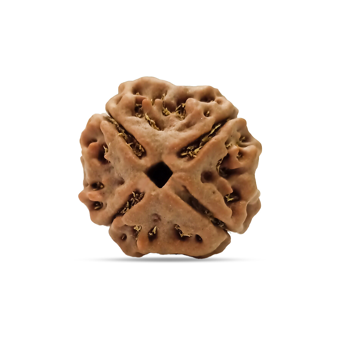 4 mukhi Rudraksha