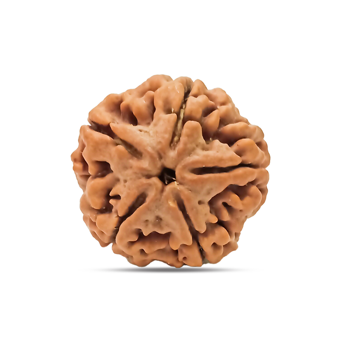 5 mukhi Rudraksha