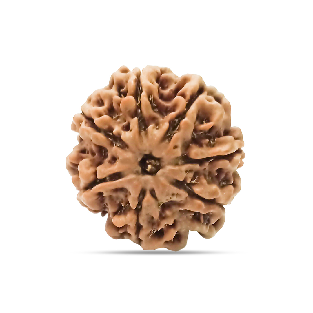 7 mukhi Rudraksha