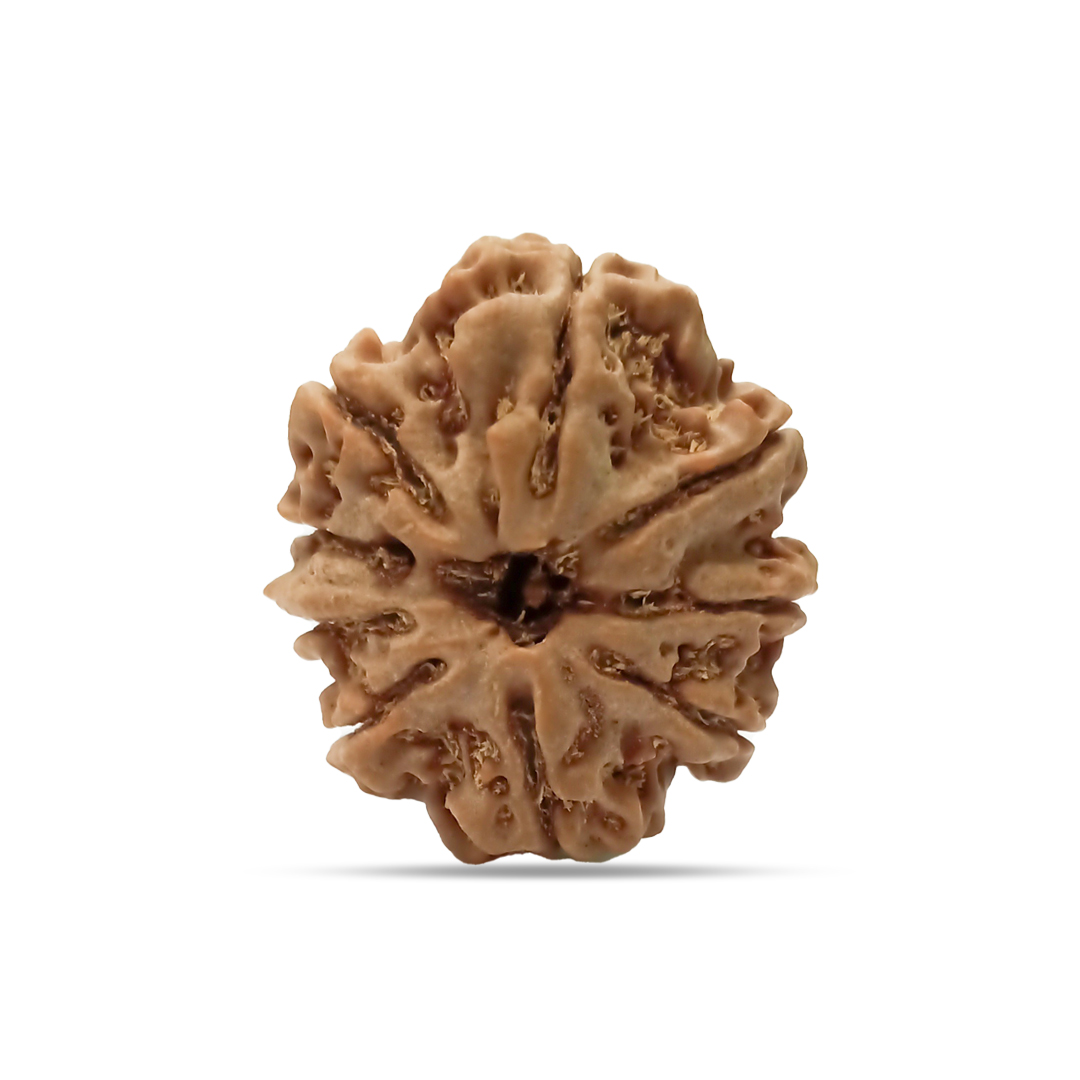 9 mukhi Rudraksha