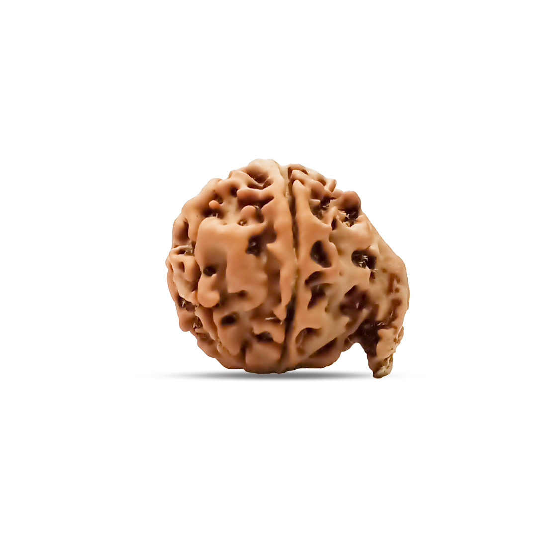 Ganesh Rudraksha