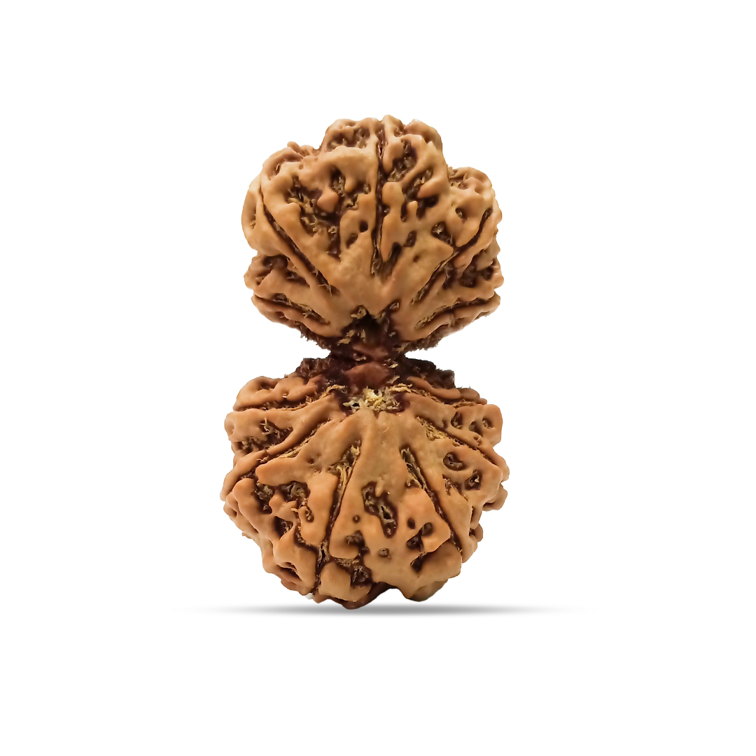 Gaurishankar Rudraksha