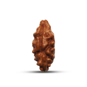 1 mukhi Rudraksha from Java, Indonesia - 11 to 12mm
