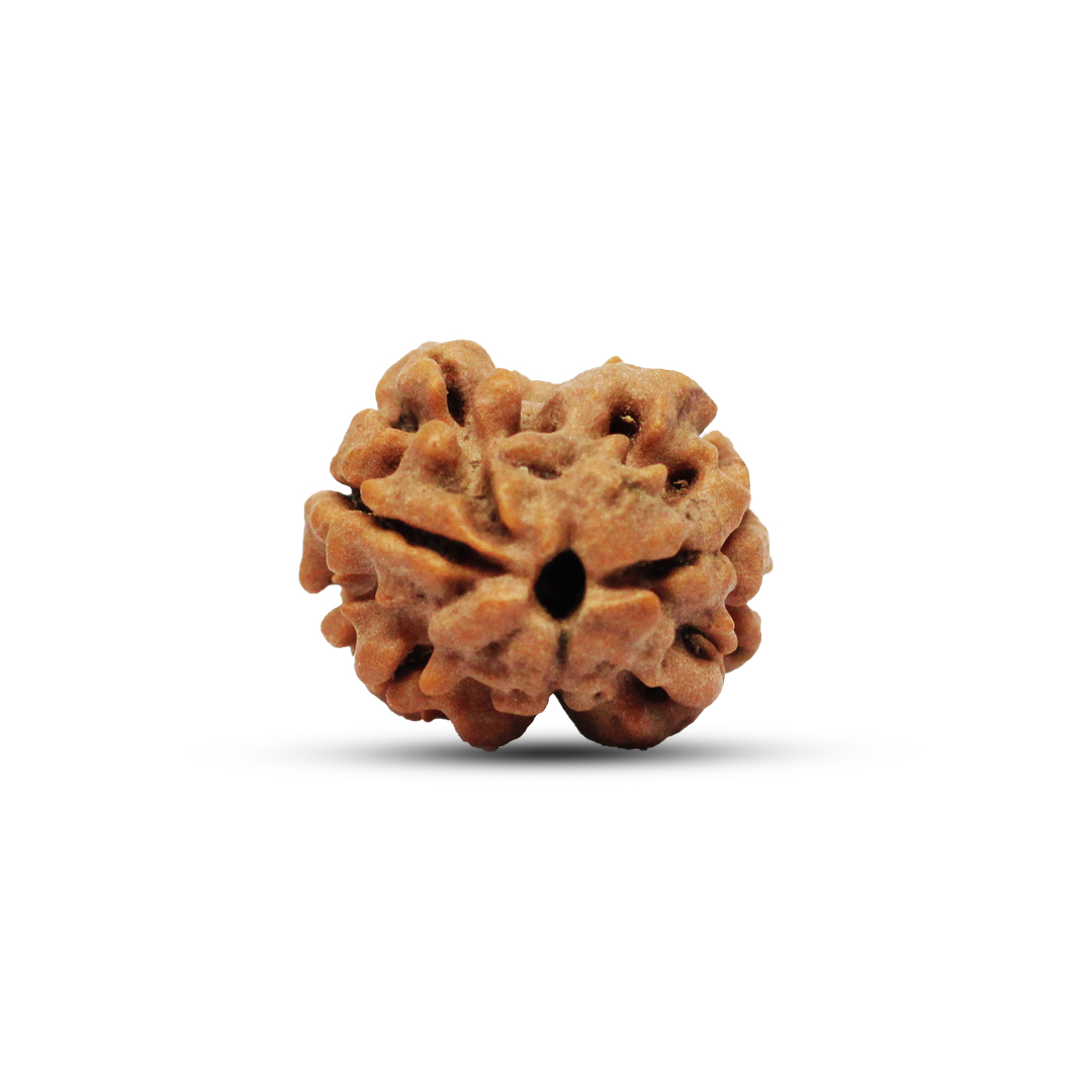 2 mukhi Rudraksha from Nepal - 16mm