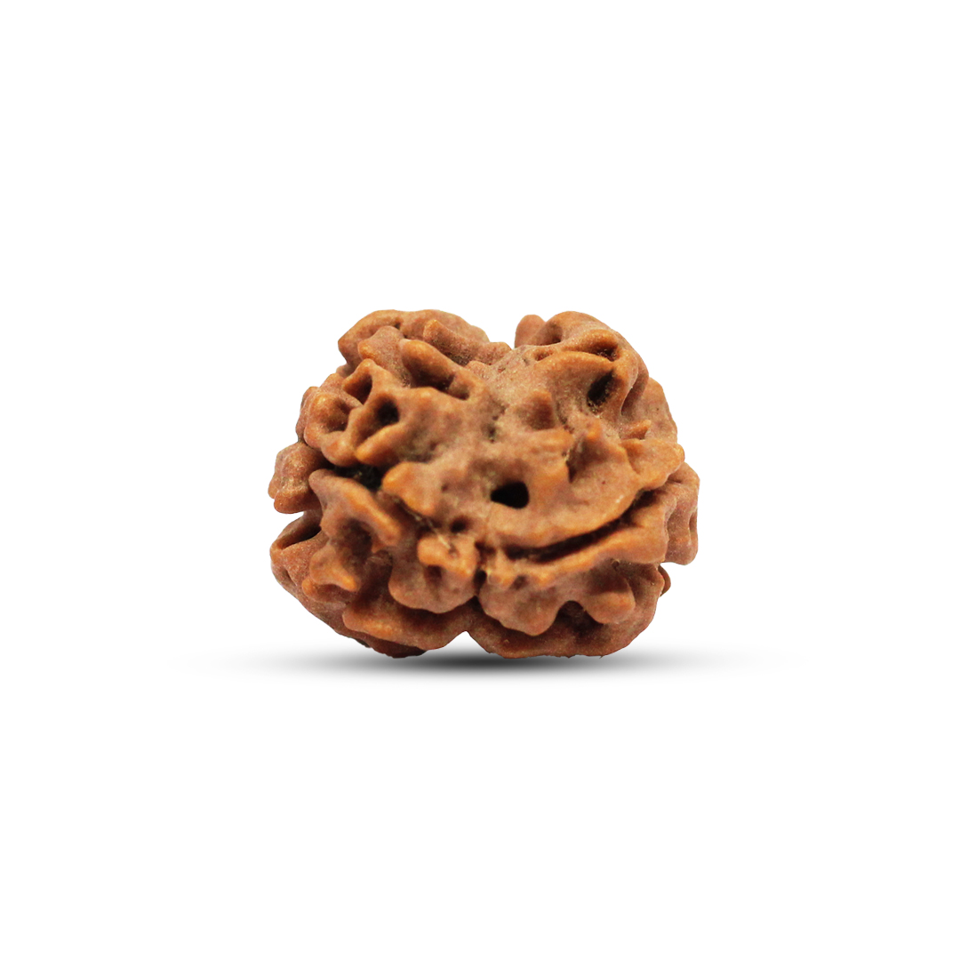 2 mukhi Rudraksha from Nepal - 16mm - Image 3