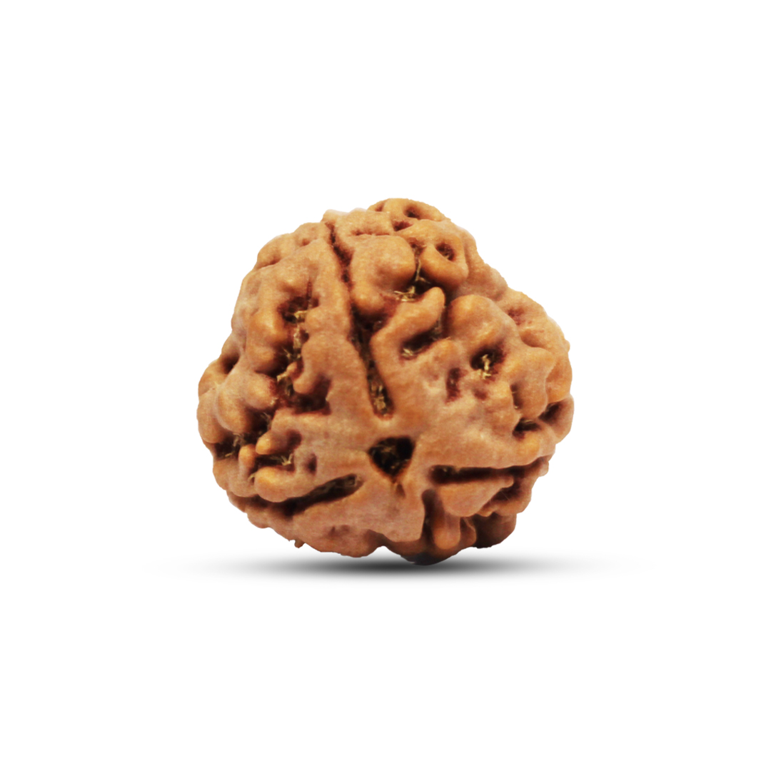 3 mukhi Rudraksha from Nepal - 19 to 20mm
