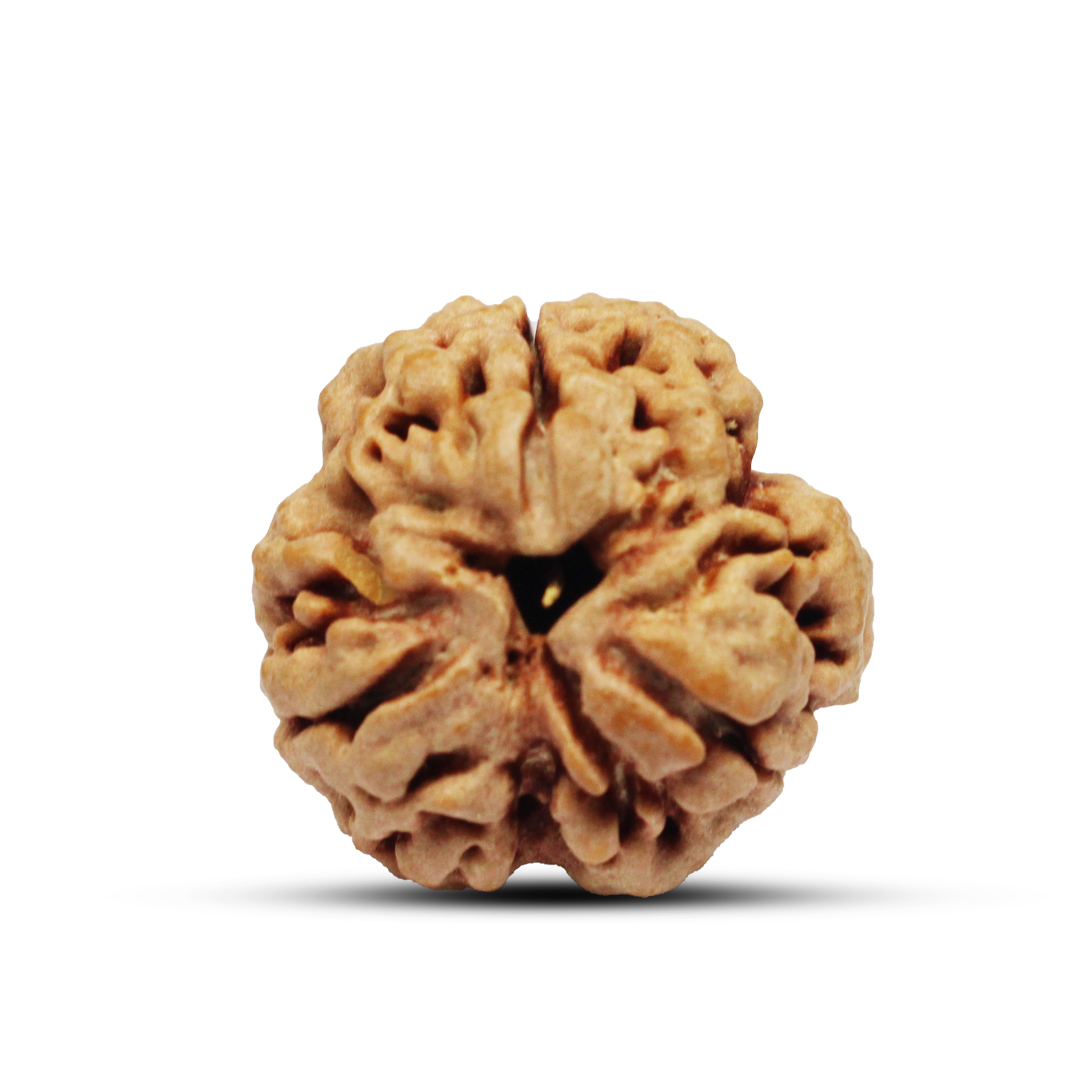 3 mukhi Rudraksha from Nepal - 21 to 22mm