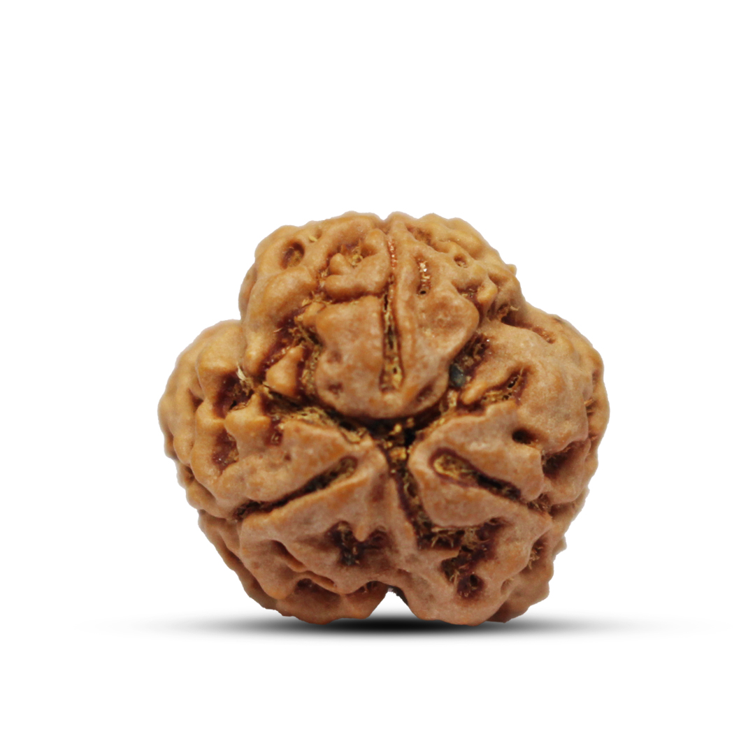 3 mukhi Rudraksha from Nepal - 23mm