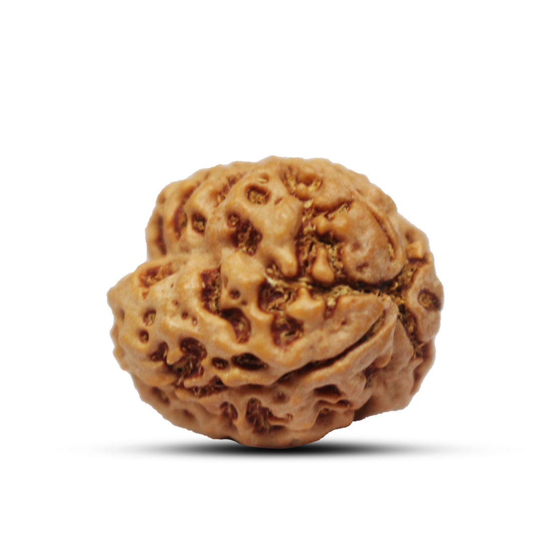 3 mukhi Rudraksha from Nepal - 23mm - Image 2