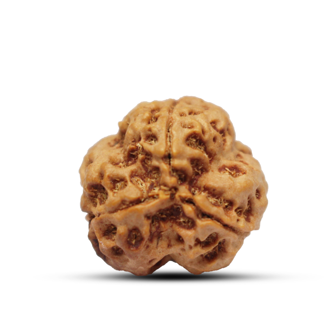 3 mukhi Rudraksha from Nepal - 23mm - Image 3