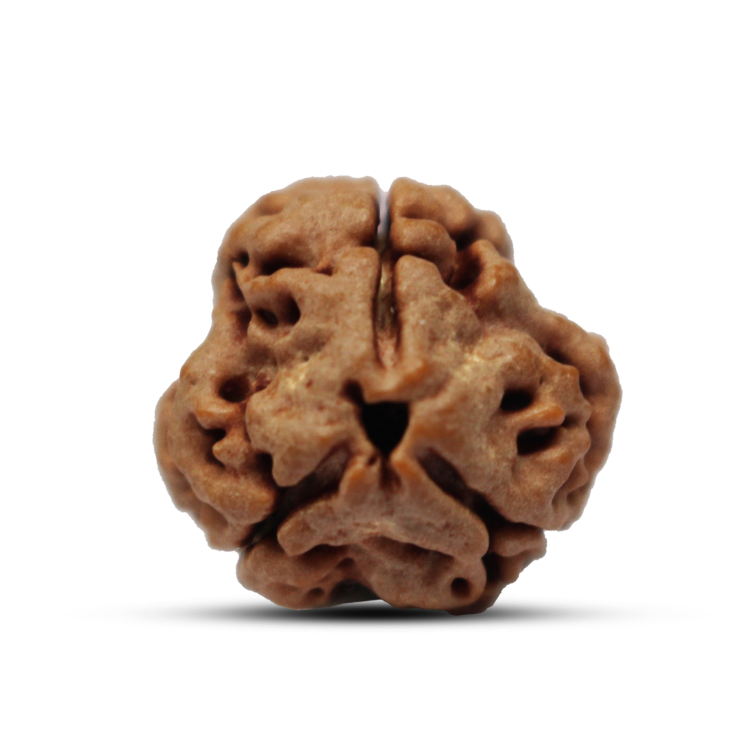 3 mukhi Rudraksha from Nepal - 24mm