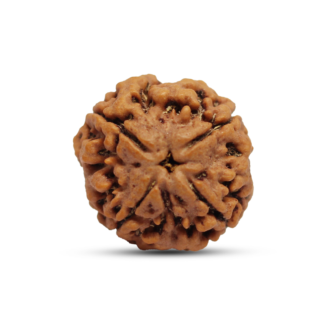 4 mukhi Rudraksha From Nepal - 18mm