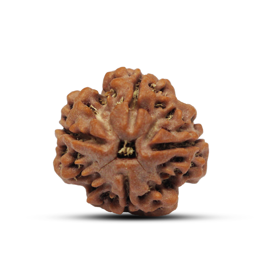 4 mukhi Rudraksha from Nepal - 21mm