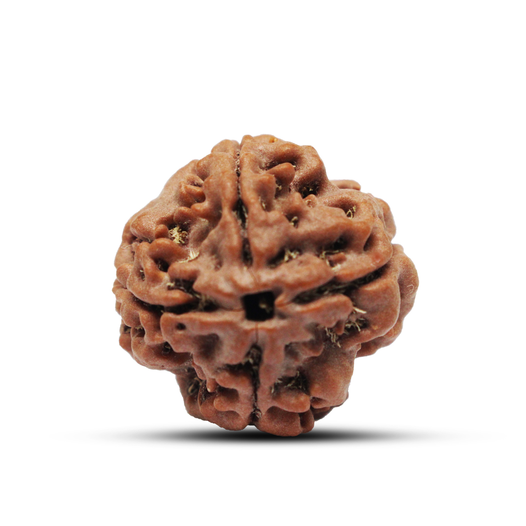 4 mukhi Rudraksha from Nepal - 24mm