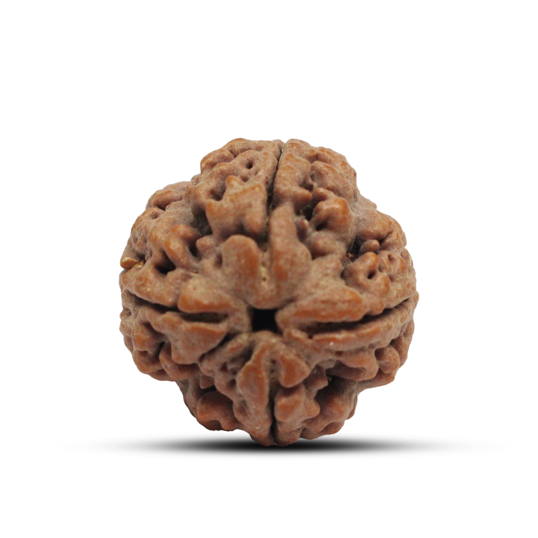 4 mukhi Rudraksha from Nepal - 26mm