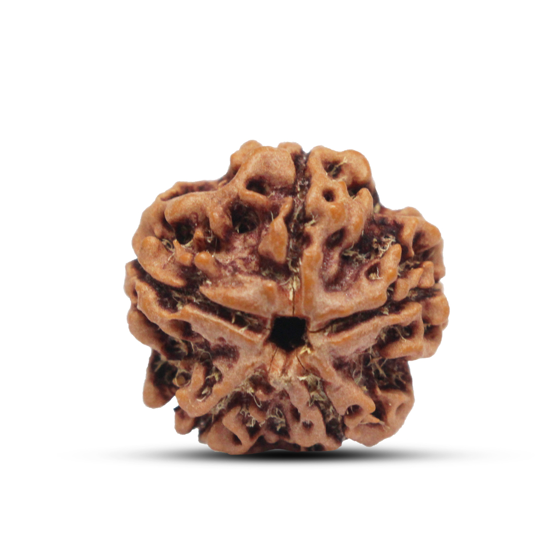 5 mukhi Rudraksha from Nepal - 16 to 17mm