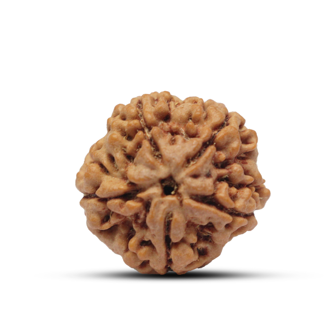 5 mukhi Rudraksha from Nepal - 18mm